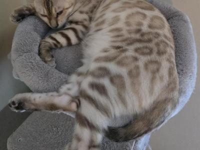 Charlie - Bengal - Gallery Photo #1
