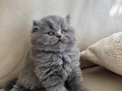 Leo - British Shorthair - Gallery Photo #1
