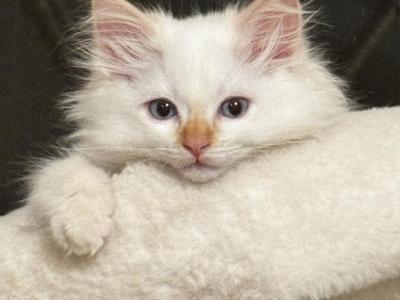 Torch - Ragdoll - Gallery Photo #1