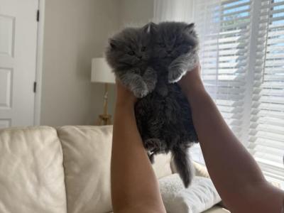 Shakira - British Shorthair - Gallery Photo #1