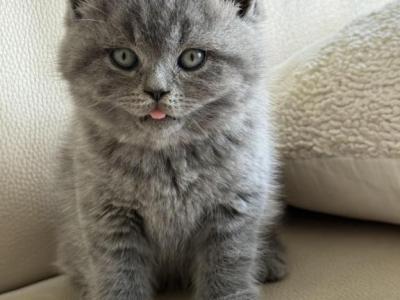 Jude - British Shorthair - Gallery Photo #1