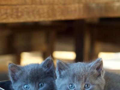 Russian Blues - Russian Blue - Gallery Photo #1