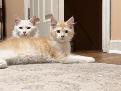 Komola - Maine Coon - Gallery Photo #1
