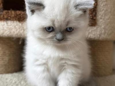 Chanel - Scottish Fold - Gallery Photo #1