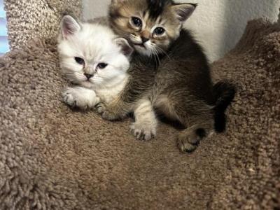 Yuki X Teddy 1 - British Shorthair - Gallery Photo #1
