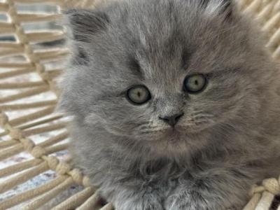 Rayan - British Shorthair - Gallery Photo #1