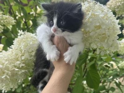 COCO - Domestic - Gallery Photo #1