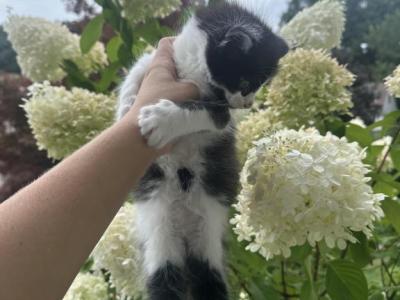 OREO - Domestic - Gallery Photo #1