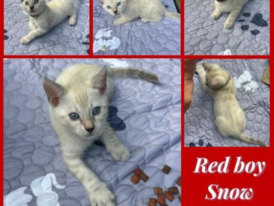 Wazis Kittens - Bengal - Gallery Photo #1