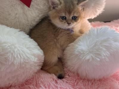 Cinderella - British Shorthair - Gallery Photo #1