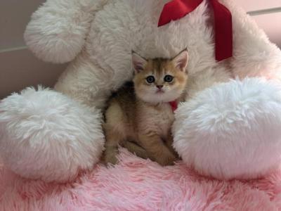Belle - British Shorthair - Gallery Photo #1