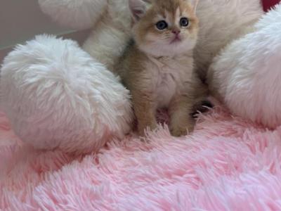 Rapunzel - British Shorthair - Gallery Photo #1