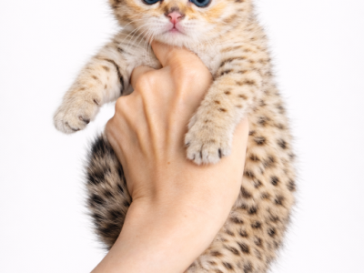 Lilly - Scottish Fold - Gallery Photo #1