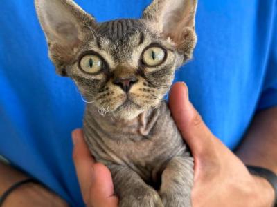Gorgeous Black Tabby - Devon Rex - Gallery Photo #1