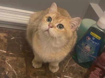 Lou - British Shorthair - Gallery Photo #1