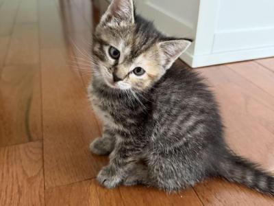 Simba - Scottish Fold - Gallery Photo #1