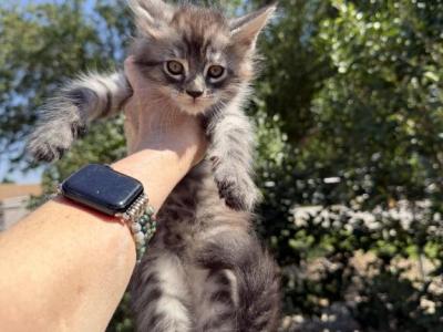 Maine Coon In Montana - Maine Coon - Gallery Photo #1