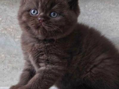 Lola - British Shorthair - Gallery Photo #1