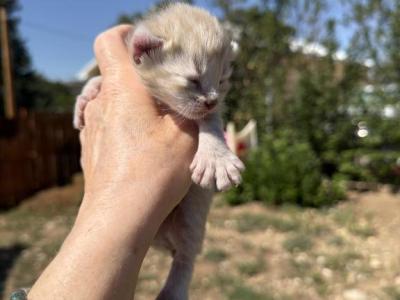 Poly August Litter - Polydactyl - Gallery Photo #1