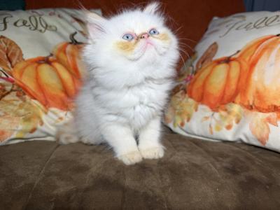 Sassys Kittens - Persian - Gallery Photo #1