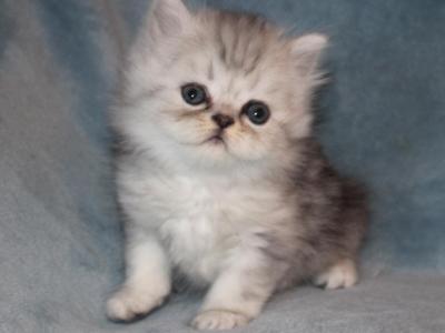 CFA Shaded Silver Male Persian Kitten - Persian - Gallery Photo #1