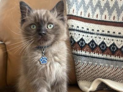 Dark Blue Collar - Ragdoll - Gallery Photo #1