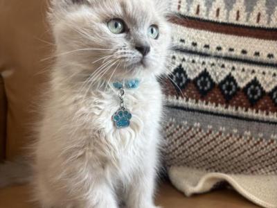 Turquoise Collar - Ragdoll - Gallery Photo #1