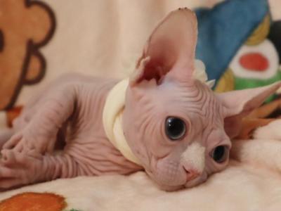 Blue Eyed Sphynx Bambino - Sphynx - Gallery Photo #1