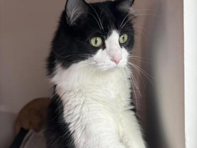 Arlo - Domestic - Gallery Photo #1