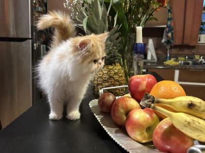 Orange Persian Kitten Cream - Persian - Gallery Photo #1