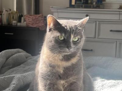 Lily - American Shorthair - Gallery Photo #1