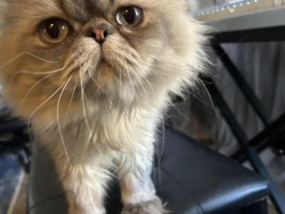 Belmon Persian Male Cat - Persian - Gallery Photo #1