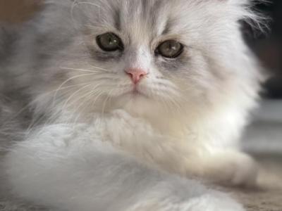 Kiki - Persian - Gallery Photo #1