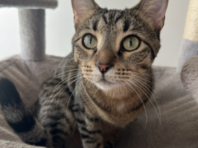 Sen - American Shorthair - Gallery Photo #1