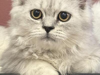 Zoke - Persian - Gallery Photo #1