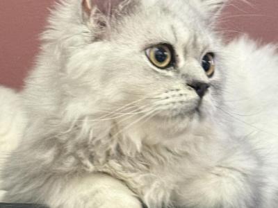 Zoke - Persian - Gallery Photo #1