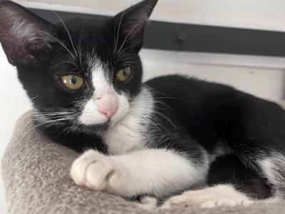 Yackie - American Shorthair - Gallery Photo #1