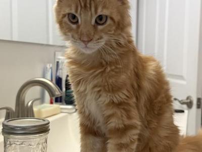 Samantha - Maine Coon - Gallery Photo #1