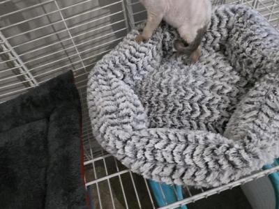 Dee - Devon Rex - Gallery Photo #1