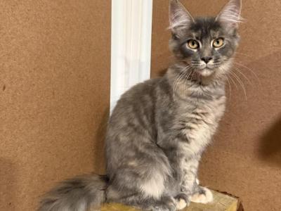 Elsa Discount Is Available - Maine Coon - Gallery Photo #1