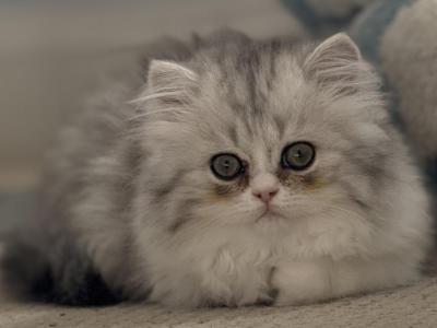 Zee - Persian - Gallery Photo #1