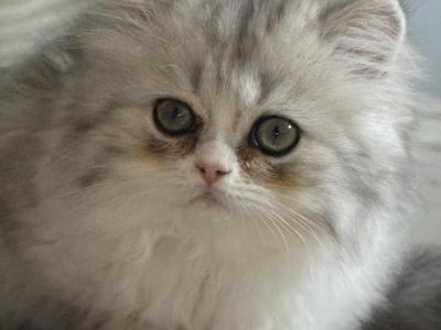 Zee - Persian - Gallery Photo #1