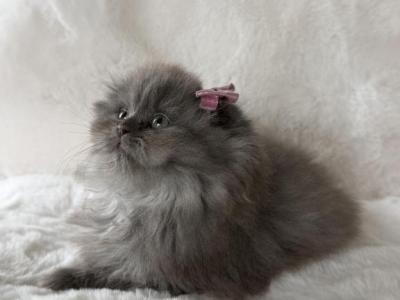 Scottish Fold Blue Longhair Female RARE - Scottish Fold - Gallery Photo #1