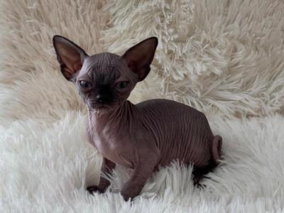 Romeo - Sphynx - Gallery Photo #1