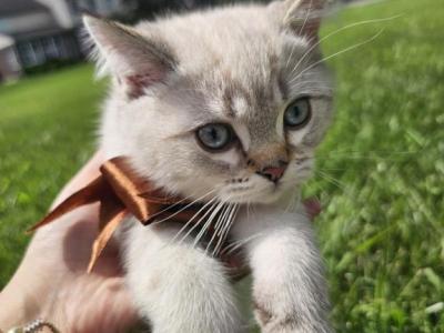 Whity - Ragdoll - Gallery Photo #1