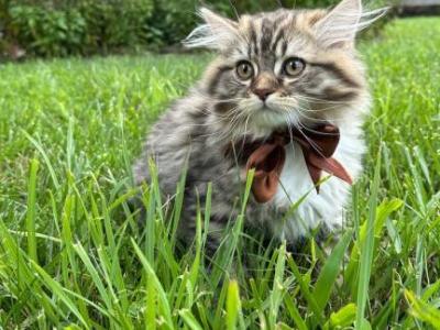 Fluffy - British Shorthair - Gallery Photo #1