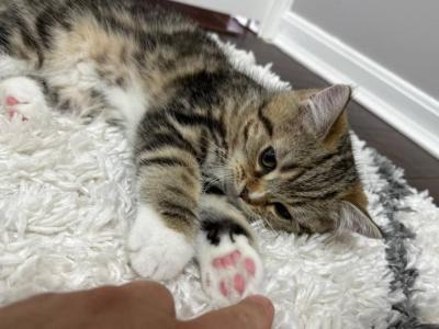 Champion - British Shorthair - Gallery Photo #1
