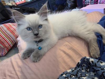 Dream - Ragdoll - Gallery Photo #1