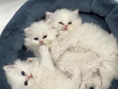 Chicago Purrs - Persian - Gallery Photo #1
