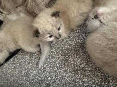 Lynx And Blue Point Mix - Ragdoll - Gallery Photo #1